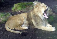 lion-yawning-742717_640.jpg